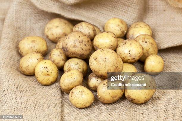 harvested young fresh organic potatoes with soil - neue kartoffel gekocht stock-fotos und bilder