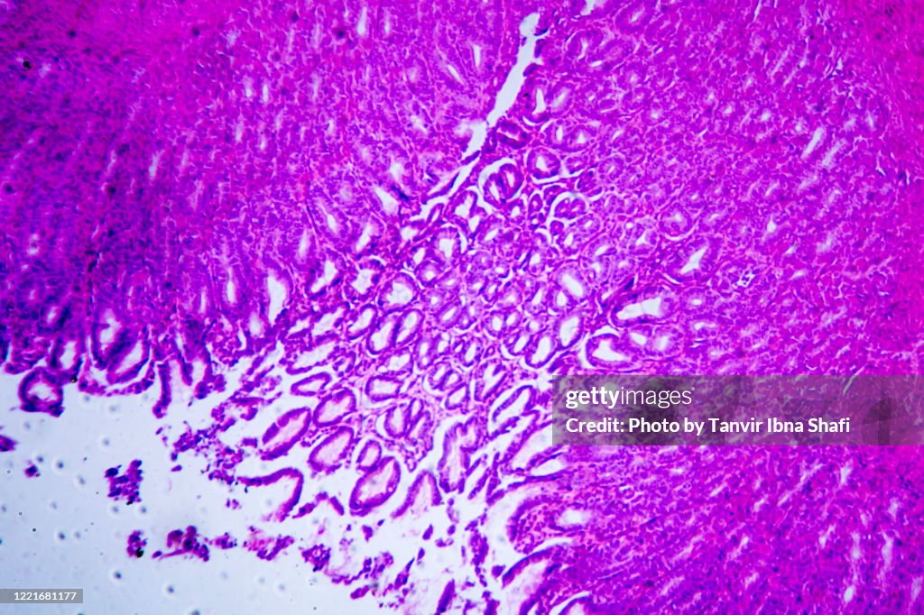 Microscopic image of stomach wall cross section
