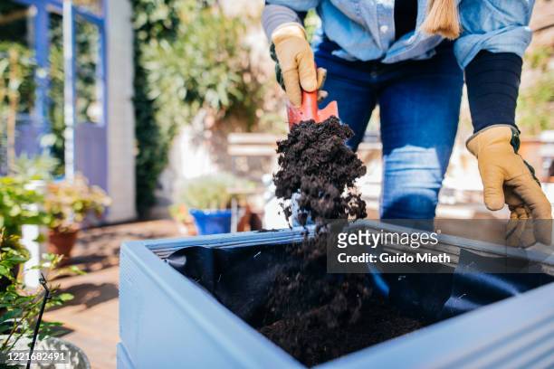 woman planting. - sand plants stock pictures, royalty-free photos & images