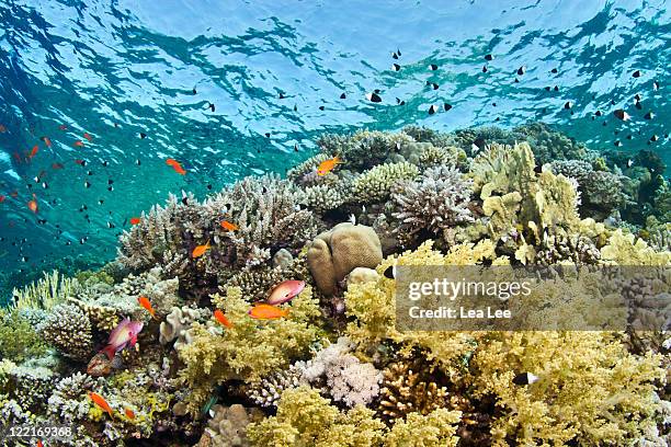 coral garden at jackson reef - tiran island stock pictures, royalty-free photos & images