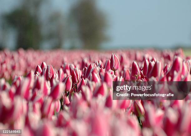 tulip field - powerfocusfotografie stock pictures, royalty-free photos & images