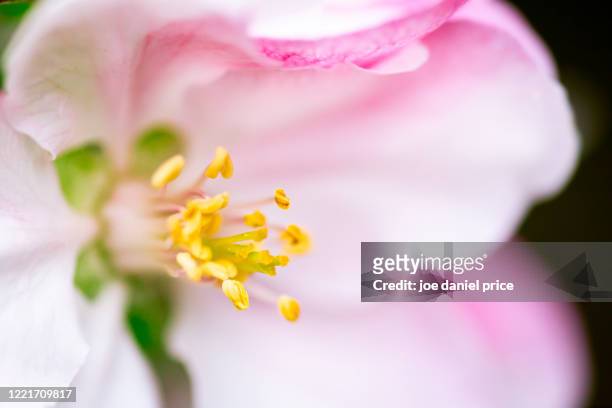 bramley apple tree blossom, herefordshire, england - crimson bramley apple stock pictures, royalty-free photos & images