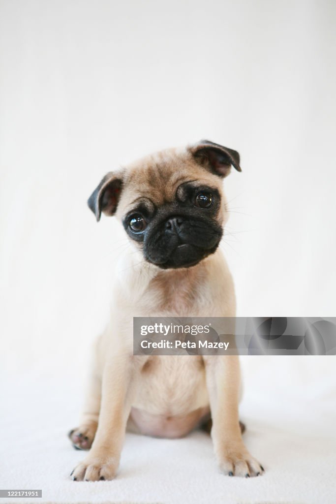 Puppy on plain background