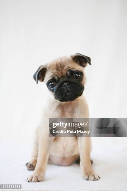 puppy on plain background - pug bildbanksfoton och bilder