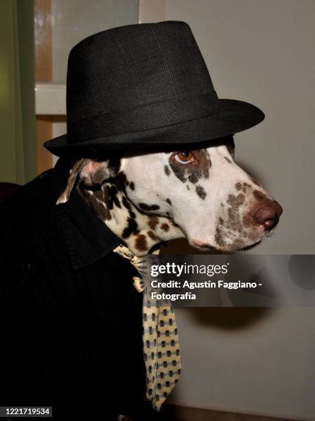 dalmatian dog dressed as a tanguero - argentinischer tango stock-fotos und bilder