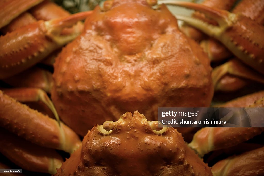 Close up of crab