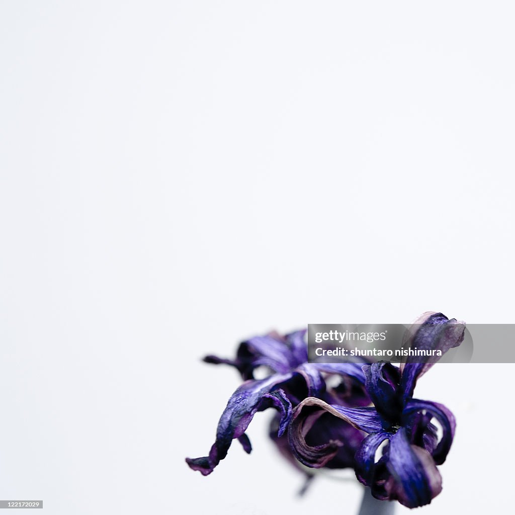Hyacinth flower