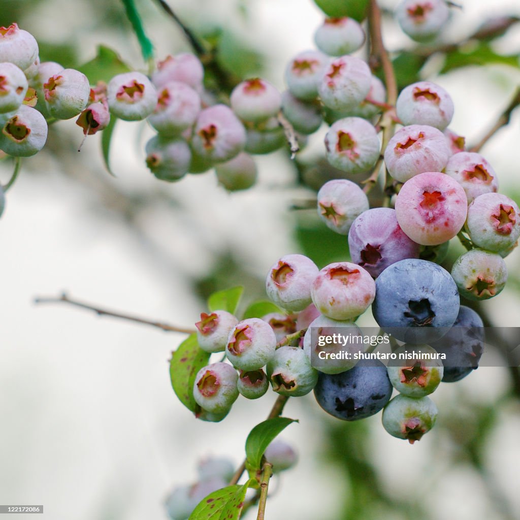 Blueberry