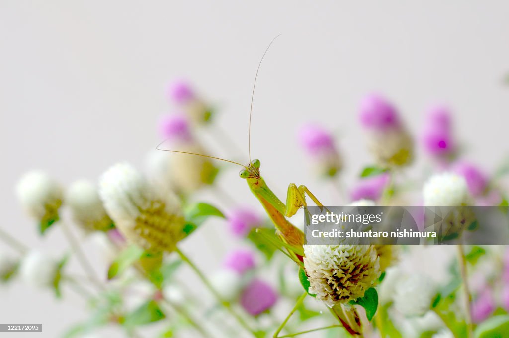 Mantis