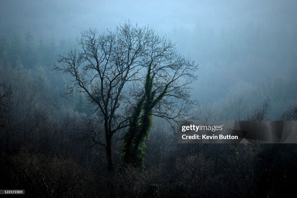 Tree in mist