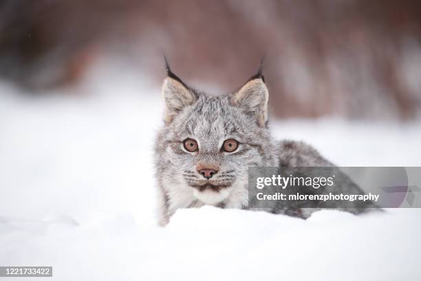 canada lynx kitten - canadian lynx fotografías e imágenes de stock