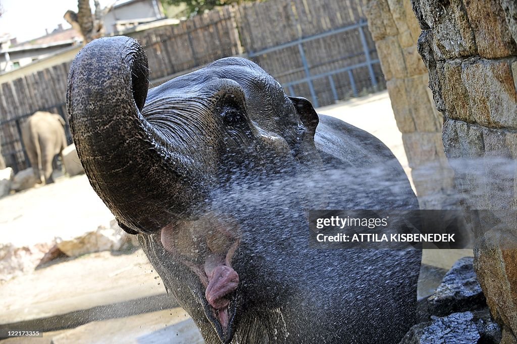 A zoo keeper sprays the 44-year-old Asia
