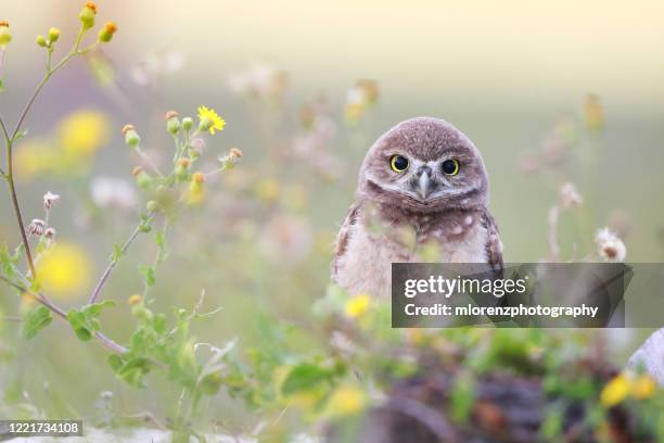 wide-eyed owlet - cape coral stock-fotos und bilder