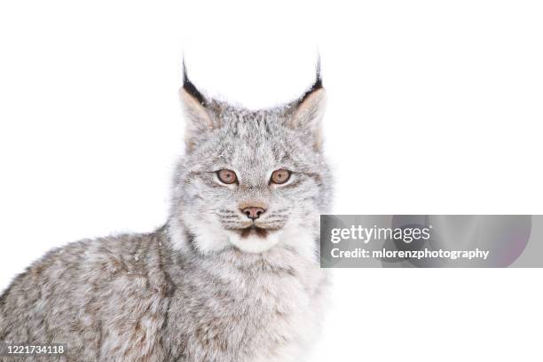 canada lynx kitten - canadian lynx stock pictures, royalty-free photos & images