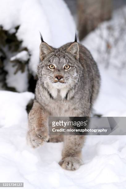 instinct - canadian lynx stock pictures, royalty-free photos & images