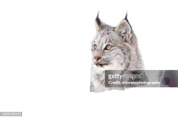 canada lynx kitten - canadian lynx stock pictures, royalty-free photos & images
