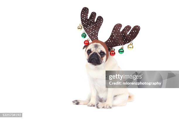 reindeer pug - lap dog isolated stock pictures, royalty-free photos & images