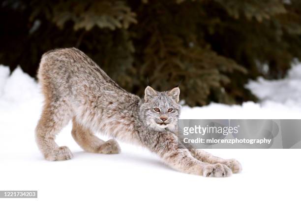 canada lynx kitten stretch - canadian lynx fotografías e imágenes de stock