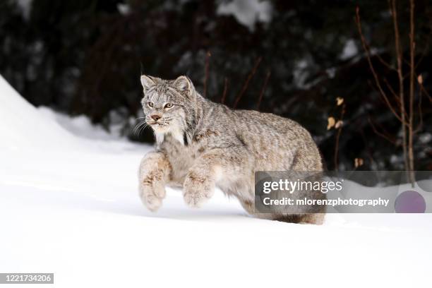 canada lynx in action - canadian lynx fotografías e imágenes de stock