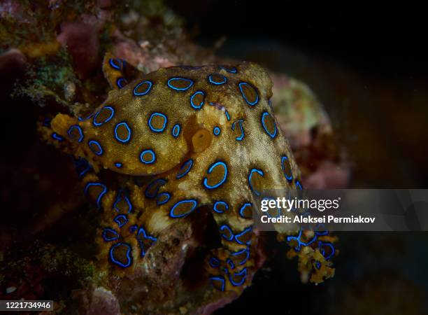 blue-ringed octopus. - blue ringed octopus stockfoto's en -beelden