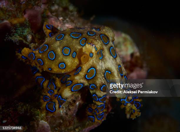 blue-ringed octopus. - blue ringed octopus stock pictures, royalty-free photos & images