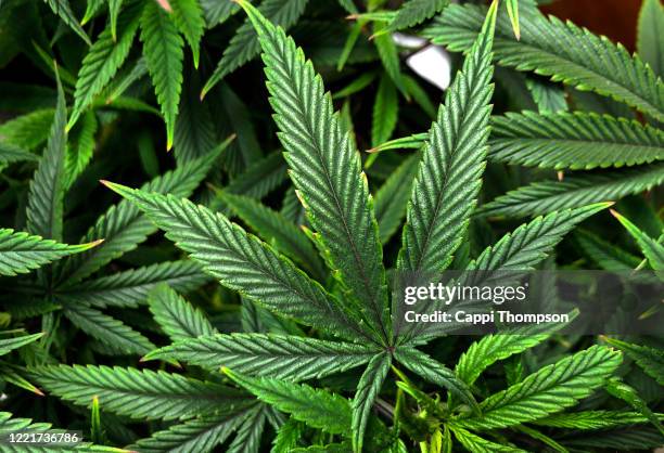 cannabis sativa leaf background - cannabis terapeutica foto e immagini stock
