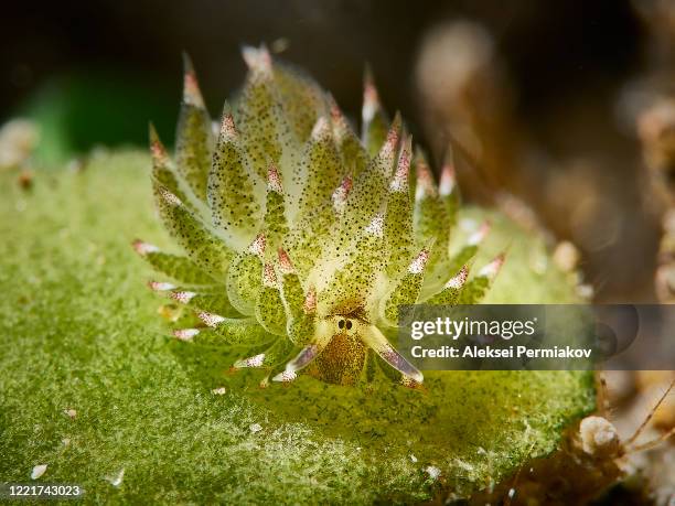 costasiella nudibranch - nudibranch stock pictures, royalty-free photos & images