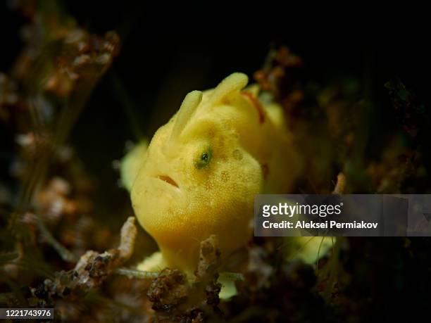 yellow frogfish - yellow frogfish stock pictures, royalty-free photos & images