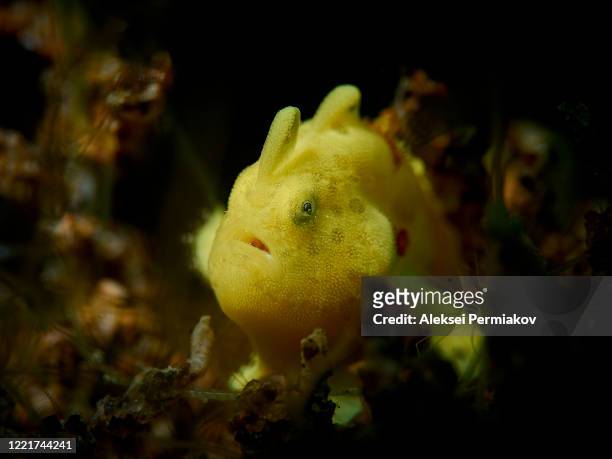 yellow frogfish - yellow frogfish stock pictures, royalty-free photos & images