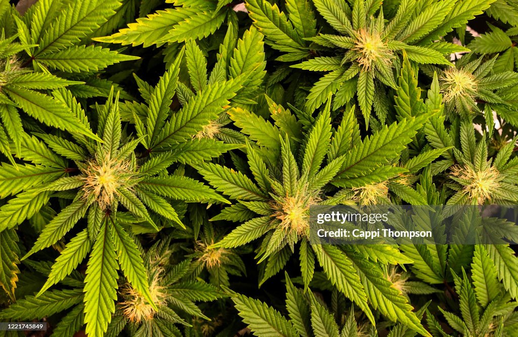 Overhead view of Cannabis Sativa cola buds (Mother Of Berries strain)
