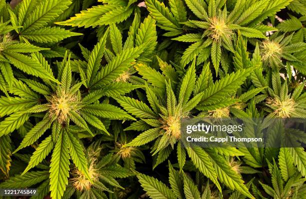 overhead view of cannabis sativa cola buds (mother of berries strain) - hemp stock pictures, royalty-free photos & images