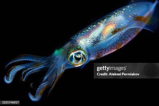 reef squid - calamar - fotografias e filmes do acervo