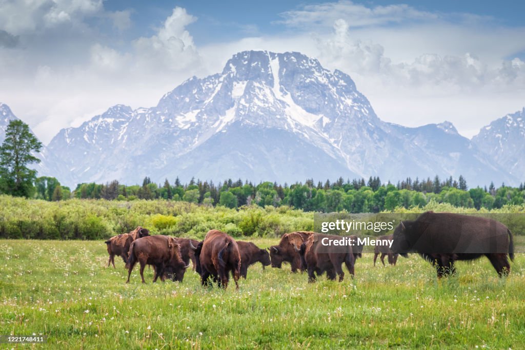 Buffalos in Grand Teton National Park Wyoming USA