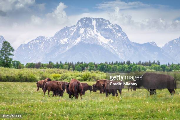 buffalos in grand teton national park wyoming usa - bisonte americano imagens e fotografias de stock