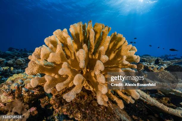 Very healthy coral reef on February 14 Gambier Islands, French Polynesia, South Pacific. Coral reefs are suffering from global warming and the...
