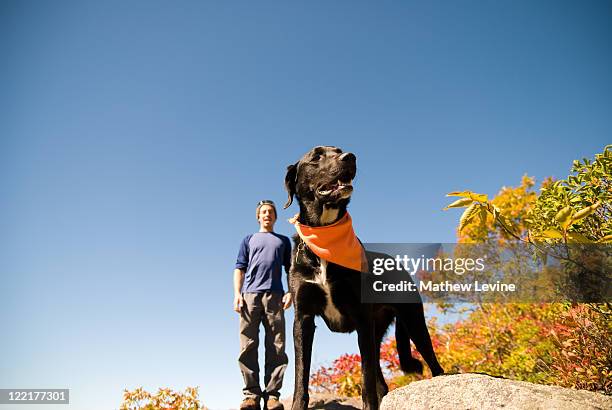 dog blaze orange bandana and young man hiking - orange bandana stock pictures, royalty-free photos & images