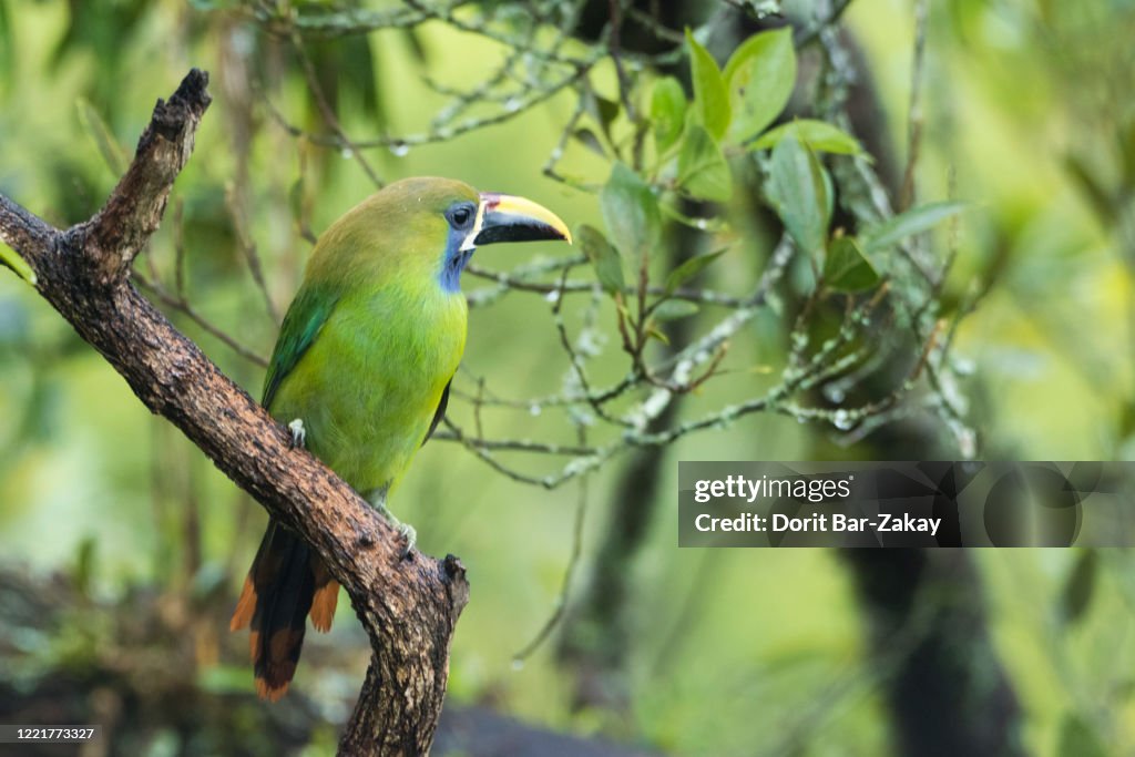 Emerald Toucanet (Aulacorhynchus prasinus)
