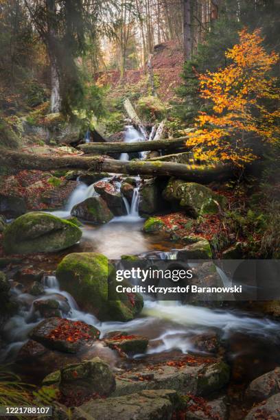 ilsetal in harz mountains, harz, germany - bachlauf stock-fotos und bilder