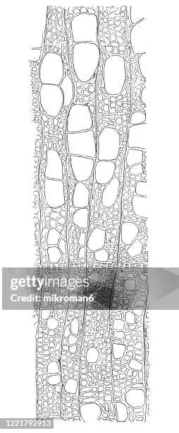 Section Drawing Roots Roots Cross Section Drawing Photos and Premium High Res Pictures ...