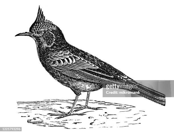 old engraved illustration of crested lark - ornithology - perching birds. antique illustration, popular encyclopedia published 1894. copyright has expired on this artwork - galerida cristata stock pictures, royalty-free photos & images