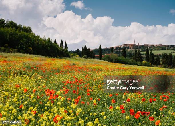 idyllic tuscany landscape in springtime - prateria campo foto e immagini stock
