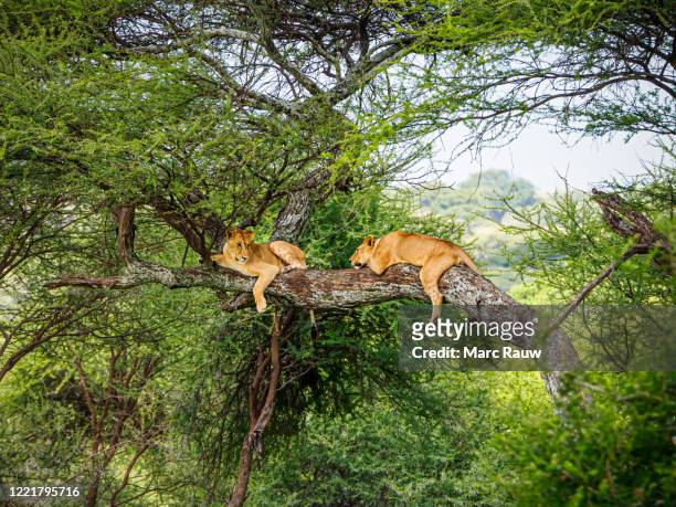 two female lions resting in a tree branch in the tarangire national park of tanzania, africa - tarangire national park stockfoto's en -beelden