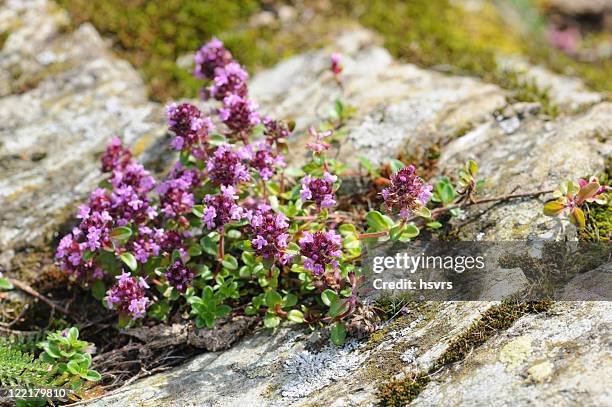 wild thyme - rock thyme stock pictures, royalty-free photos & images