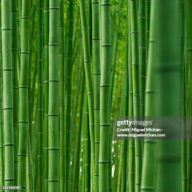 bamboo forest in arashiyama, kyoto, japan - bamboo forest stock-fotos und bilder