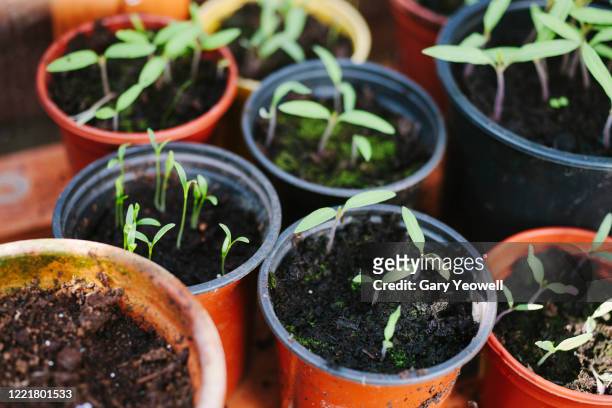 potted vegetables in a cold frame - small beginnings stock pictures, royalty-free photos & images