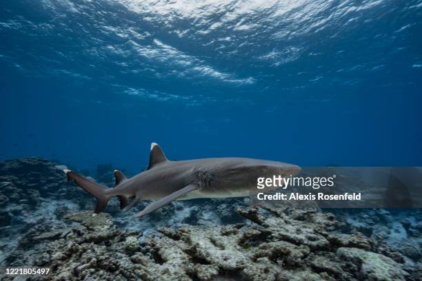 White tip reef shark swims above the reef on February 16 Gambier Islands, French Polynesia, South Pacific. Here, in French Polynesia, Triaenodon...