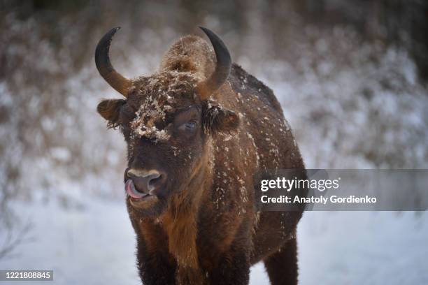 wild european bison - bialowieza photos et images de collection