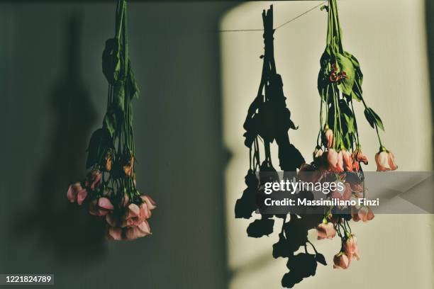 Dead Roses Pattern 364 Dead Flower Silhouette Stock Photos, High-Res Pictures, and Images ...