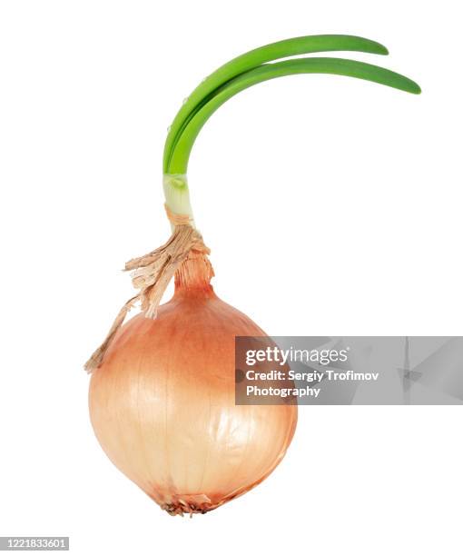 onion with green sprout isolated on white background - shallot stock pictures, royalty-free photos & images