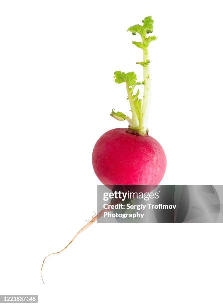 radish with green sprout isolated on white - radijs stockfoto's en -beelden